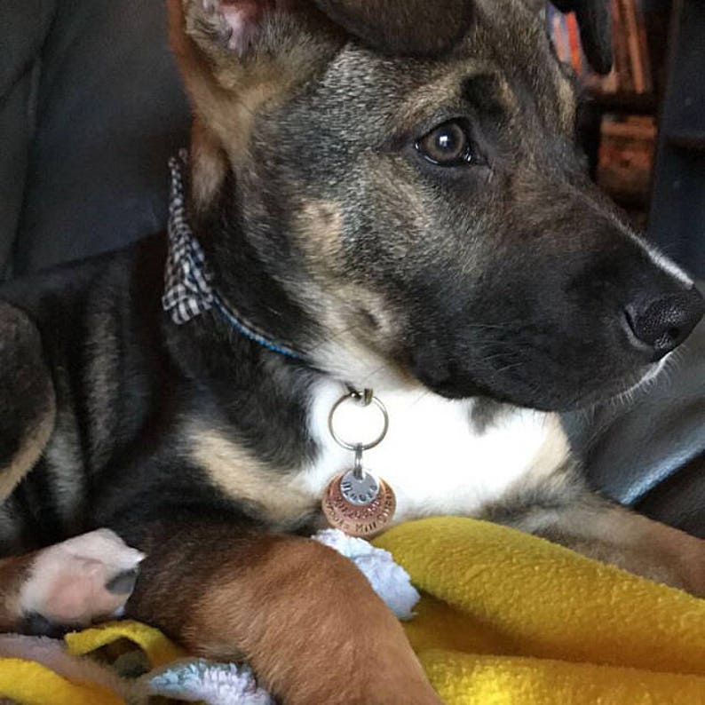 Street Address Pet Tag Mixed Metals Dog Tags Hand Etsy