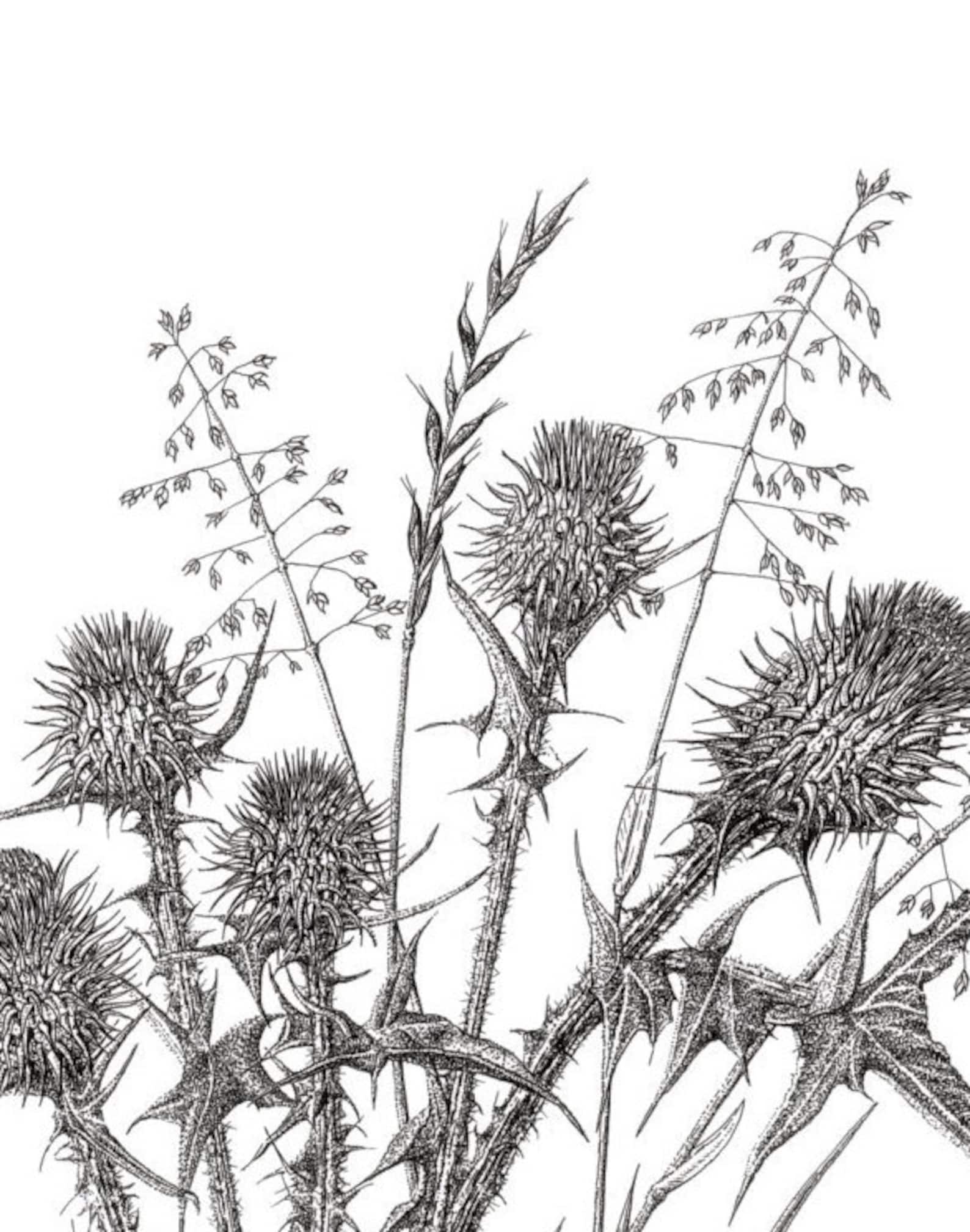 Scottish Thistles Giclee Print Fine Art Black and White Pen & Etsy