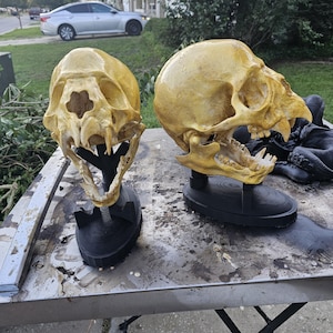 May include: Two yellow, textured, skull-like sculptures with prominent teeth and eye sockets. Each skull is mounted on a black, oval-shaped stand. The sculptures feature intricate bone-like details and are positioned side by side on a metal surface.