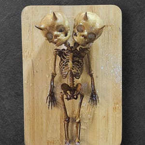 May include: A two-headed skeletal figure with a human-like skeleton and two small, detailed skulls. The figure is mounted on a wooden board.