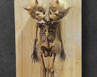 Conjoined Twin Devil Skeleton - "The Jersey Twins"
