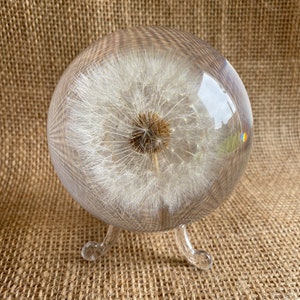 Resin dandelion sphere made with real preserved dandelion 8cm made to order