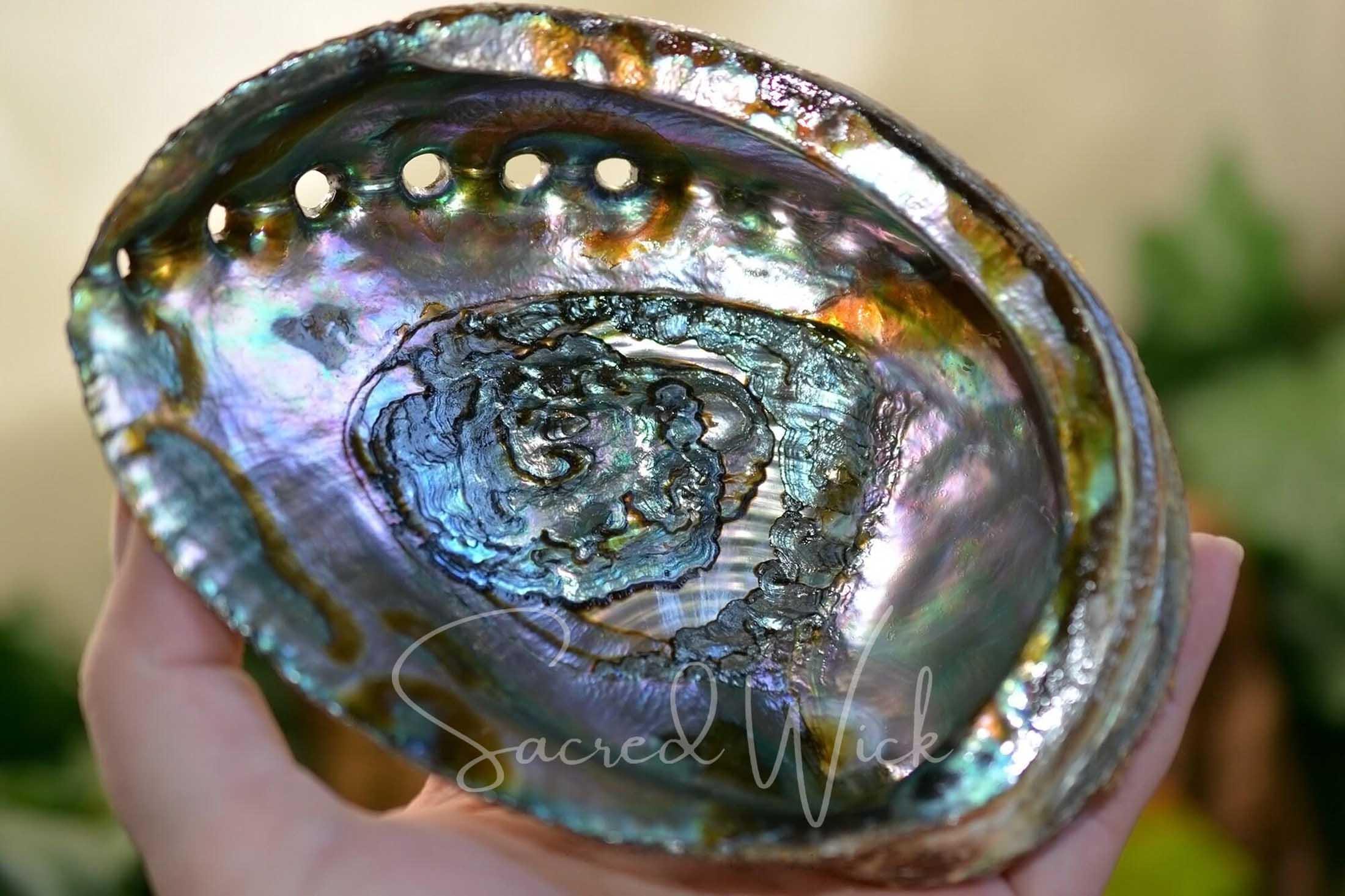 Abalone Shell Large Smudge Pot and Offering Bowl for Smudging, Burning ...