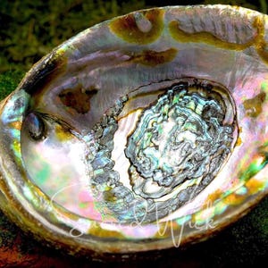 May include: A large iridescent abalone shell with a deep, swirling pattern of blues, greens, and browns. The shell is smooth and polished, with a natural, organic shape.