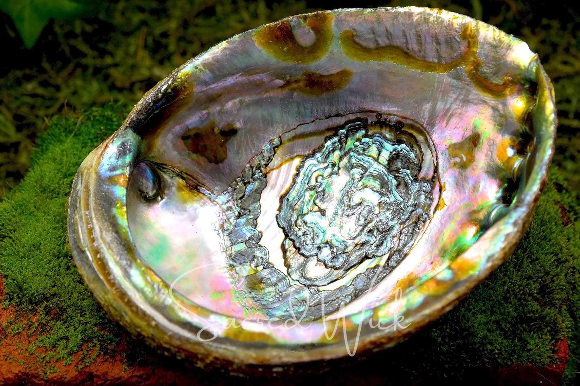 Abalone Shell Large Smudge Pot and Offering Bowl for Smudging, Burning Incense, Offerings, Water Magick, Altar Decor, Wicca, Witchcraft