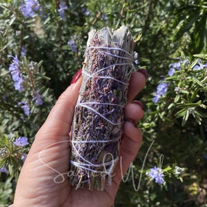 White Sage + French Lavender Organic Smudge Stick Bundle for Energy Clearing, Calm, Insomnia, Ritual, Sleeplessness, Stress Release, Healing