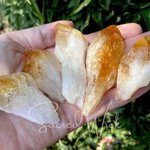 May include: Five raw, unpolished, golden citrine crystal points with a translucent, milky white interior. The points are arranged in a hand, with the tips pointing upwards.