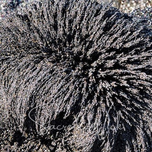 A close-up of fine lodestone food shows magnetization in the center.