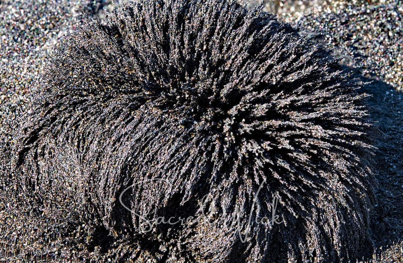 A close-up of fine lodestone food shows magnetization in the center.