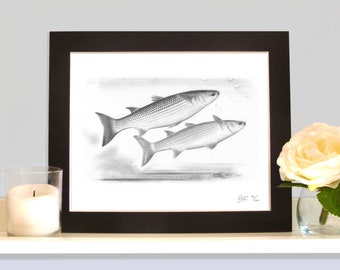 Thick Lipped Mullet Pencil Drawing Sea Fishing Art Print Picture