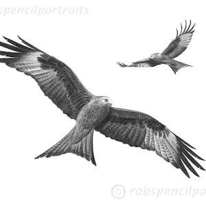 May include: A detailed pencil drawing of two red kites in flight against a white background. The larger bird is in the foreground with wings spread wide, showcasing intricate feather detail. The second kite is smaller and in the background, also in flight.
