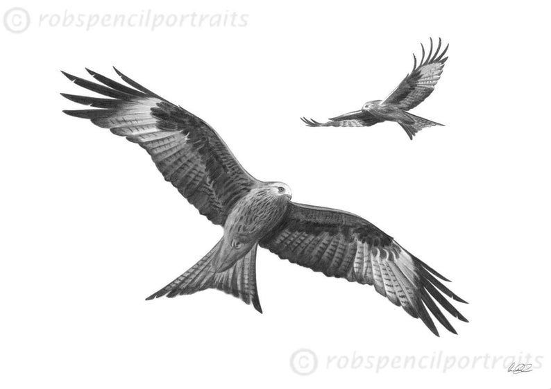May include: A detailed pencil drawing of two red kites in flight against a white background. The larger bird is in the foreground with wings spread wide, showcasing intricate feather detail. The second kite is smaller and in the background, also in flight.