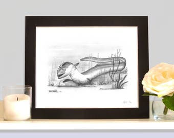 Eel Anguilla Anguilla Fish Pencil Drawing Print Picture Mounted or Unmounted