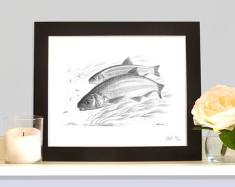 Dace River Fish Pencil Drawing Print Picture Mounted or Unmounted