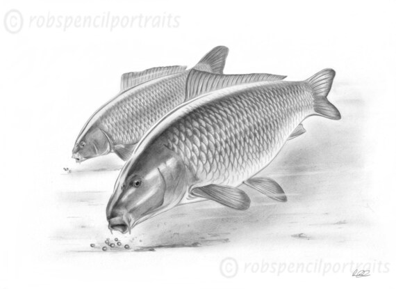 THE BLACK MIRROR Classic Famous Carp Series Pencil Drawing Fishing Art Print THE BLACK MIRROR Classic Famous Carp Series Pencil Drawing Fishing Art Print