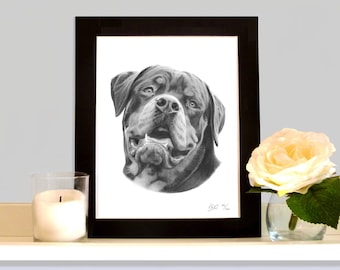 Rottweiler Rotty Pencil Drawing Art Print Picture Limited Edition Wall Art Direct From Artist