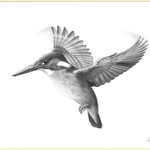 Impression de dessin au crayon Kingfisher Hovering en édition limitée signée image 3