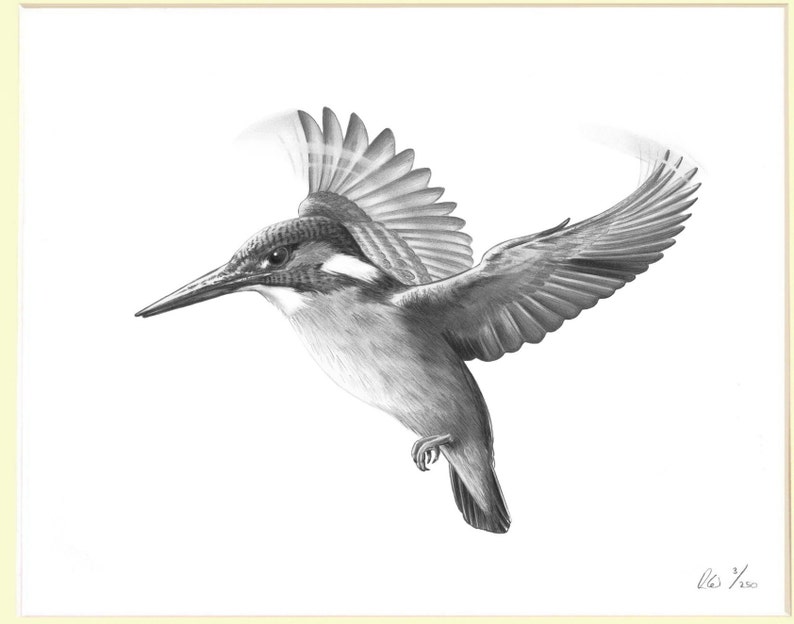 Impression de dessin au crayon Kingfisher Hovering en édition limitée signée image 3