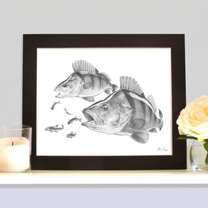 Peut inclure: Un dessin au crayon noir et blanc de deux perches avec de petits poissons qui nagent autour d'eux. Le dessin est encadré dans un cadre noir.