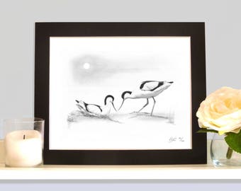 Avocets  British Bird Collection Wall Art Picture