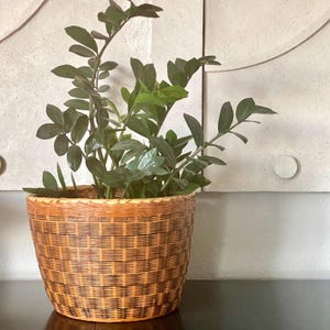 May include: A ZZ plant with dark green, glossy, oval-shaped leaves growing in a round, woven basket planter. The planter features a checkered pattern of light and dark brown strips with a reinforced, braided rim at the top edge of the basket.