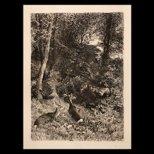 May include: A black and white etching of two deer in a forest setting. The deer are lying down in the grass, with trees and bushes surrounding them.