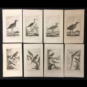 BUFFON NATURAL HISTORY - Birds (French), collection of 137 copper engravings from the 1812 edition of Histoire Naturelle.