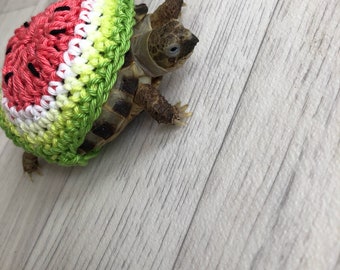 Wassermelone Schildkröte gemütlich