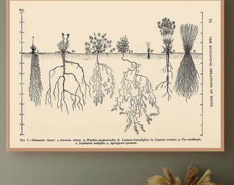 Vintage Botany Decor - Root System Art - Agriculture gift
