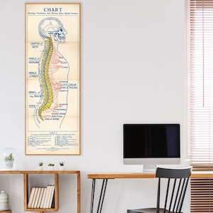 Medische grafiek met wervels en zenuwen van het ruggenmerg, vintage medische muurkunst, poster van het zenuwstelsel, anatomiedecor.