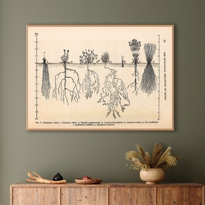 Plant wall art, farm art, agriculture poster, root system print, agriculture gift, natural science art, taxonomy poster, agronomy poster.