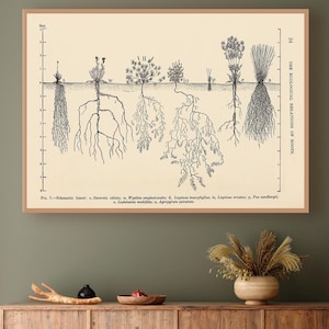 Vintage Botany Decor - Root System Art - Agriculture gift