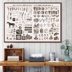 Vintage Horse Anatomy Illustration Art Print: Equestrian Decor