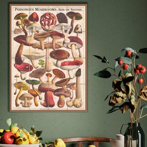 Poisonous Mushrooms : Thirty one poisonous species illustration by Worthington George Smith