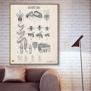 Honingbijposter, bijenkenniskaart, honingmuurkunst, imkerscadeau.
