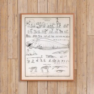 Vergelijkende maten van 's werelds dieren, antieke dierenkaart, kunst aan de muur zoölogie.