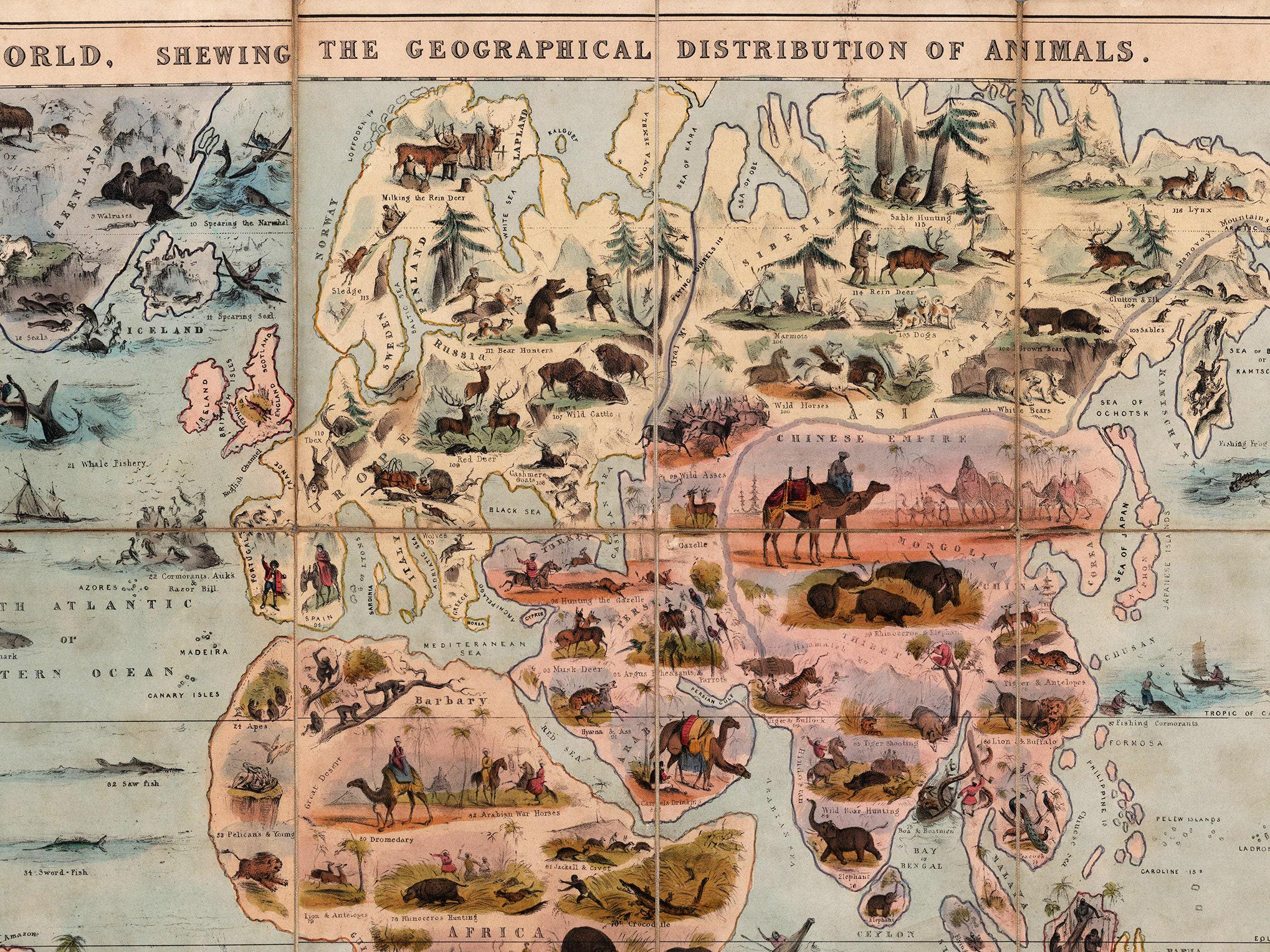 Zoology World Map Print: Vintage Animal Distribution, 1844 - Etsy