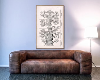 Affiche artistique sur l'évolution, style victorien - Décoration murale sur la biologie évolutive | Sélection naturelle | Art de l'évolution humaine