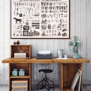 Vintage Horse Anatomy Illustration Art Print: Equestrian Decor