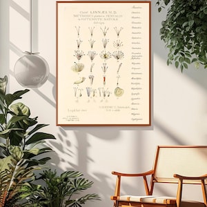 May include: Botanical illustration print in a wooden frame. The print features detailed drawings of various plant parts, with text in Latin. The artwork is displayed in a well-lit room with a wooden chair and potted plants.
