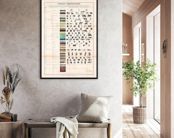 Vintage Geology Chart Print: French Chronological Time Scale