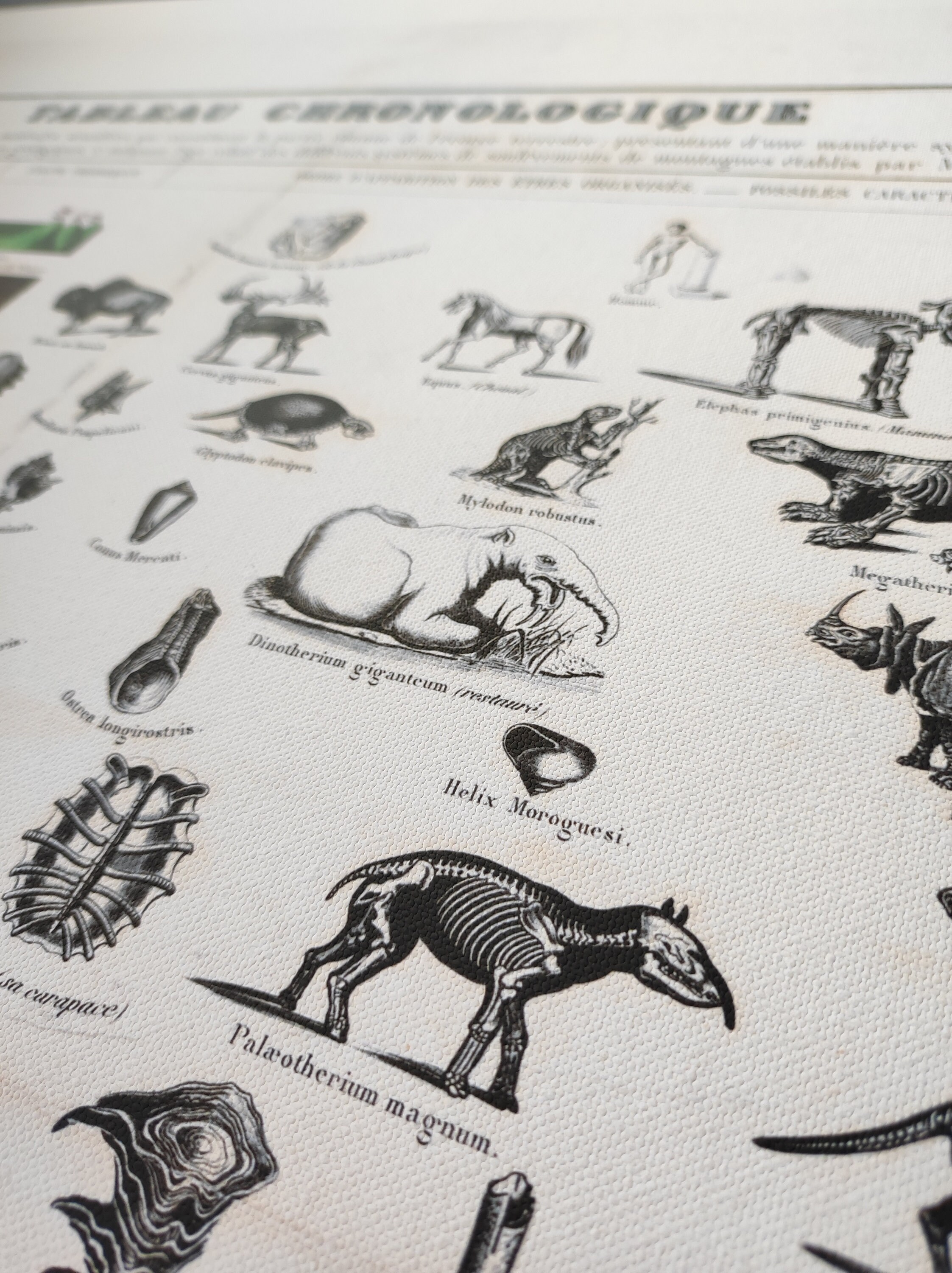 Geology Wall Art Vintage Geology Periods Geology Etsy