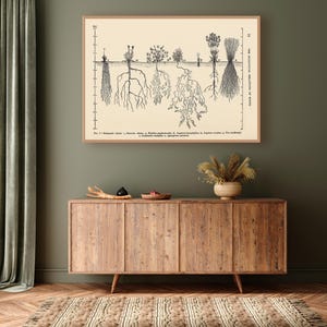 Vintage Botany Decor, Root System Art Print - Botanical Illustration, Agronomy Gift
