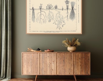Vintage Botany Decor, Root System Art Print - Botanical Illustration, Agronomy Gift