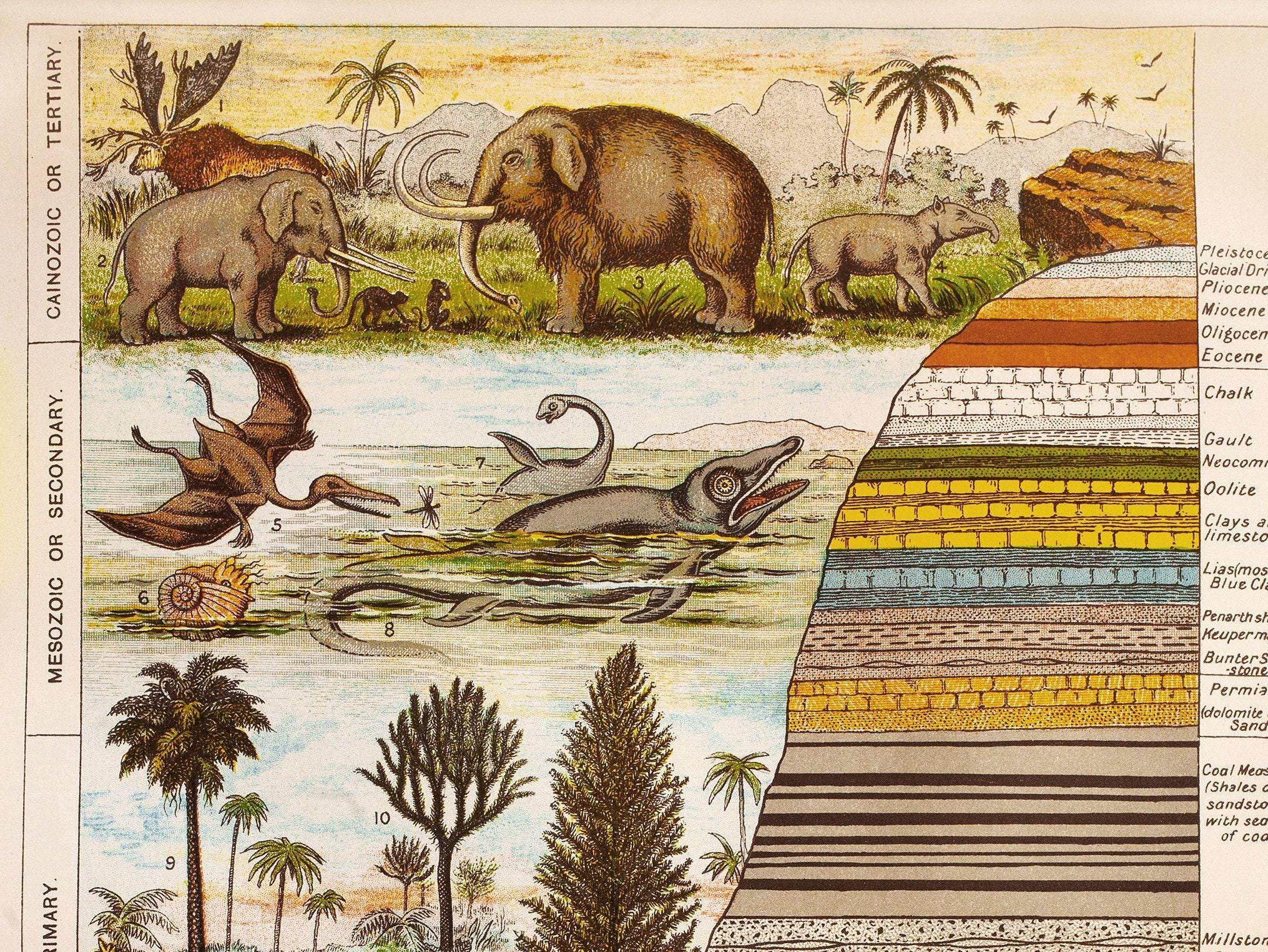 Geologic Poster Geology Poster: Geological Eras, Rock Strata, Flora & Fauna - Etsy