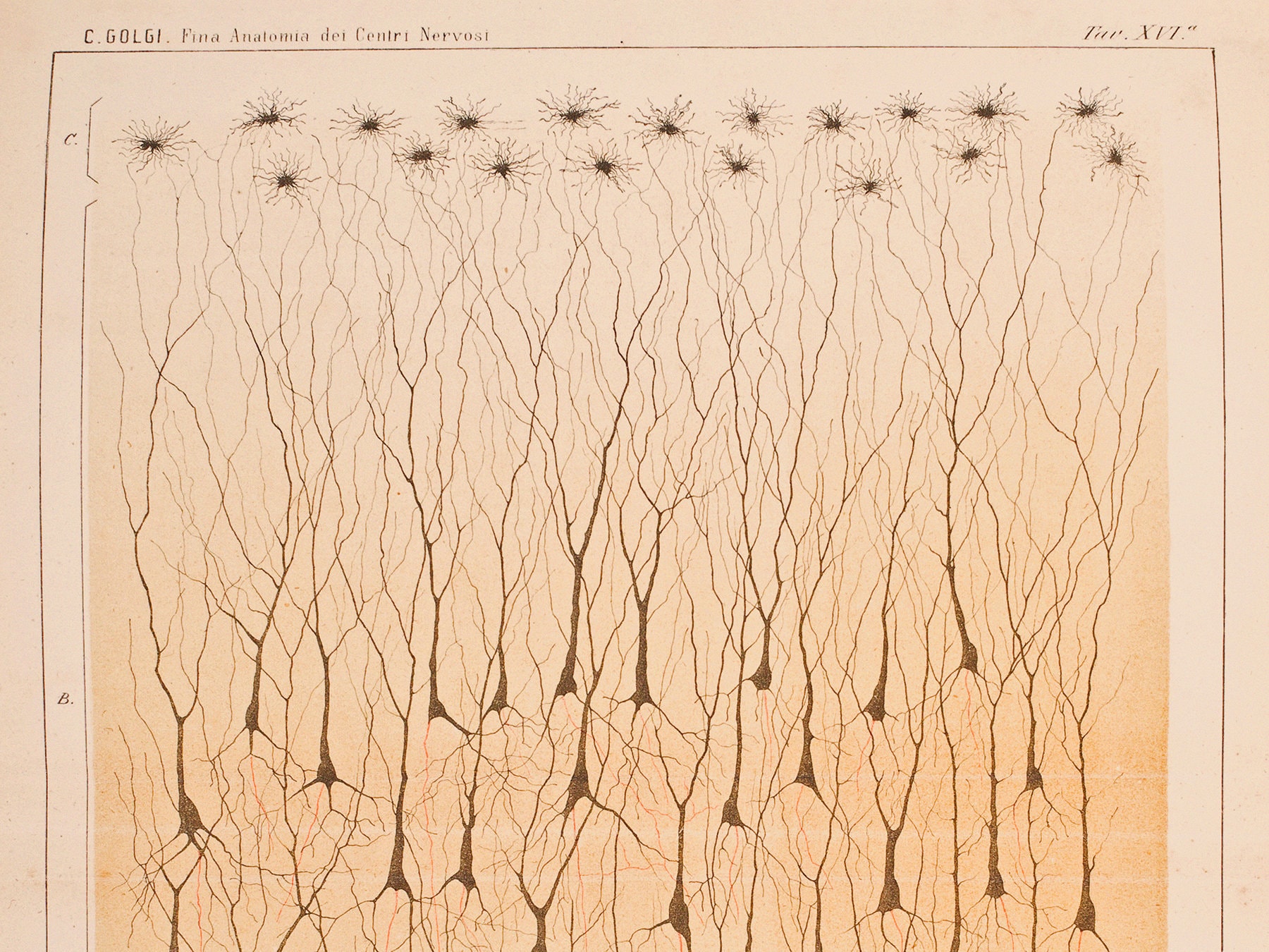 カミロ・ゴルジによるニューロンの最初のイラスト、神経系の芸術、医療用装飾品、科学の歴史、医療用ギフト。 - Etsy 日本