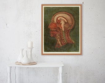 Vintage medical art print showing the internal structure of the human head and neck, human anatomy decor, med student gift.