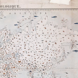 Carte éducative zoologique vintage : impression de l'école allemande du
