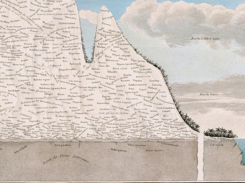 Alexander von Humboldt Physical Table of the Andes and Neighboring Countries, natural phenomena, nature wall art, geographical exploraration image 4