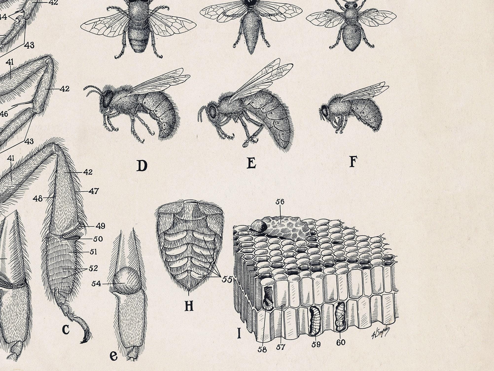 Honey Bee Anatomy Poster: Vintage Classroom Chart Art - Etsy